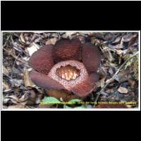 12326 024 Poring Rafflesia Malaysia 2006 Sabah.jpg